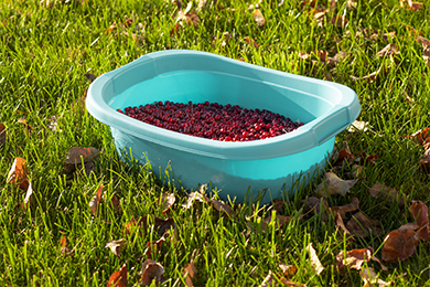 таз berossi_2.jpg